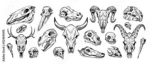 Sketch of animal skulls set. Drawing bones, head skeletons of different beasts: deer, lion, birds, cat, dog. Engraving fauna anatomy. Hand drawn isolated vector illustrations on white background