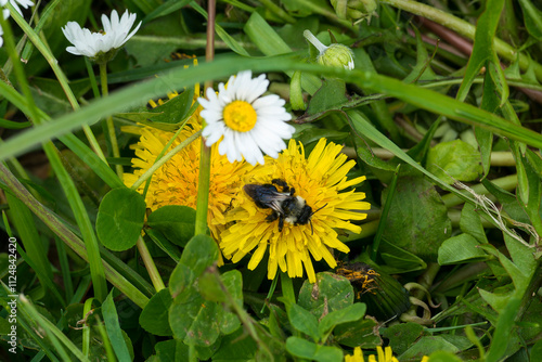 Graue Sandbiene (Andrena cineraria)  auf Löwenzahn photo