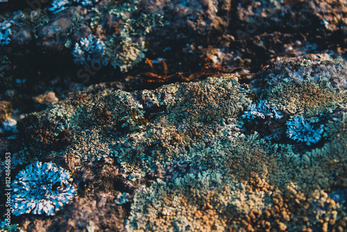 Detailed close-up of colorful lichen on stone. A versatile background for eco-friendly designs and creative visuals photo