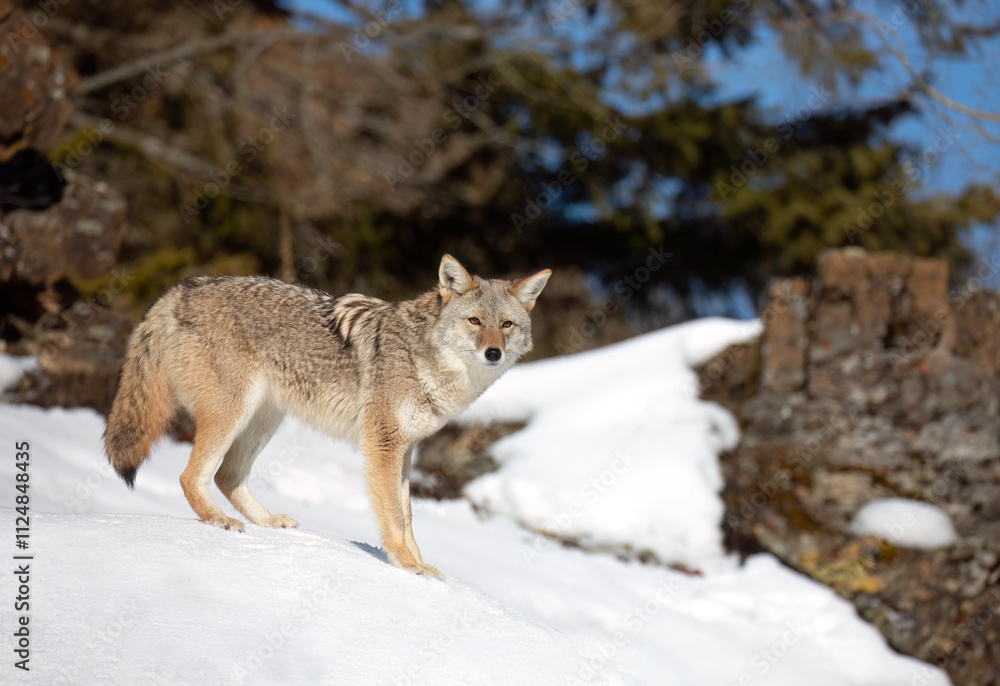 A lone coyote (Canis latrans) walking and hunting in the winter snow A lone coyote (Canis latrans) walking and hunting in the winter snow