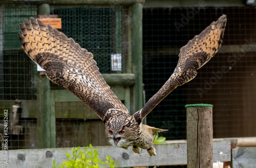 The Eurasian Eagle-Owl (Bubo bubo). photo