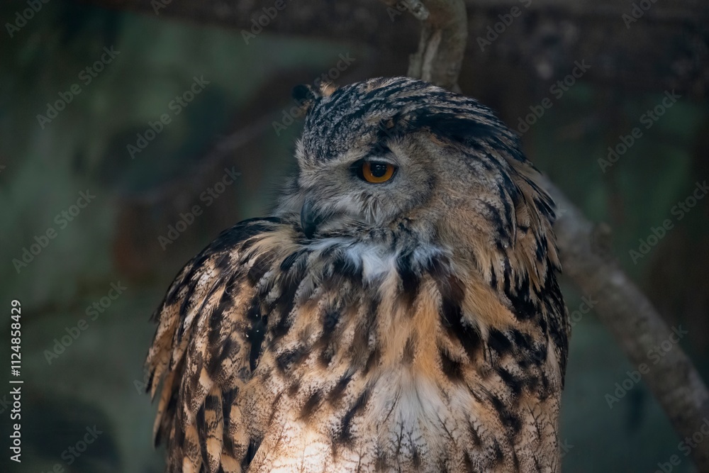 Obraz premium The Eurasian Eagle-Owl (Bubo bubo).