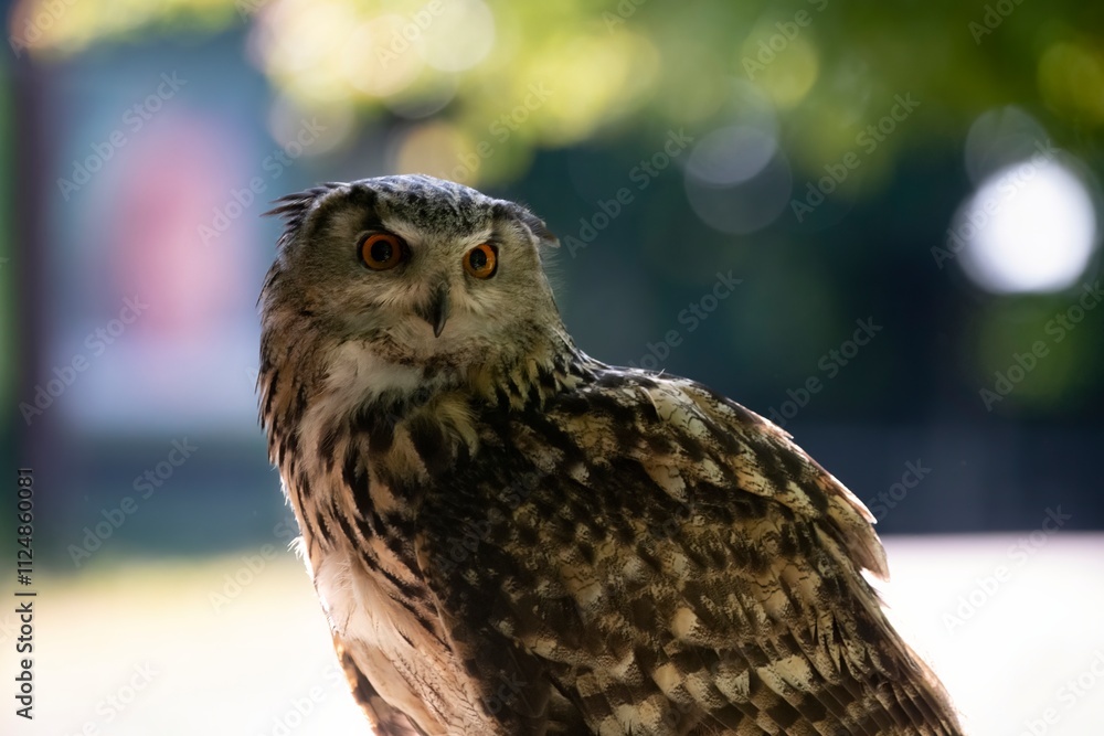Naklejka premium The Eurasian Eagle-Owl (Bubo bubo).