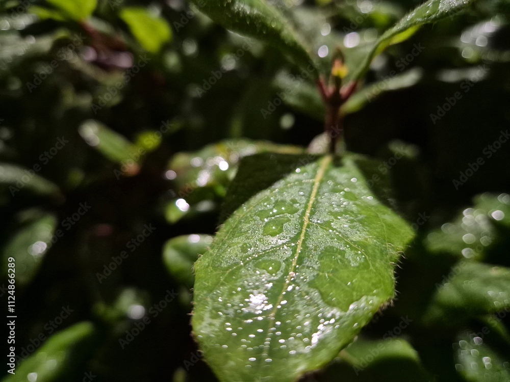 Waterdrops on a leaf close view background Waterdrops on a leaf close view background