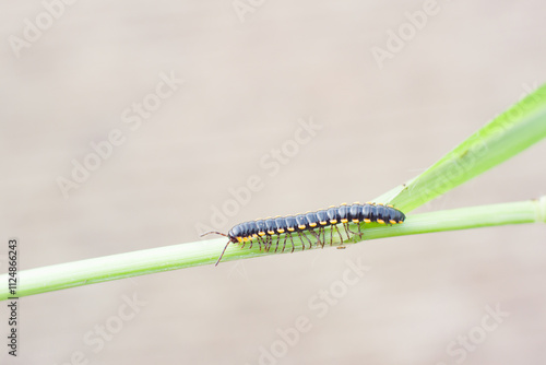 Paradoxosomatidae millipede is black with yellow spots. photo