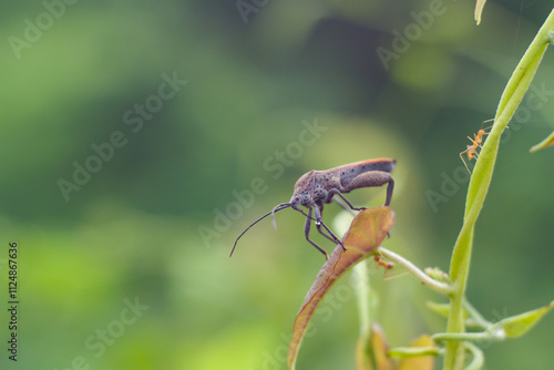 Insect Anoplocnemis curvipes in the garden photo