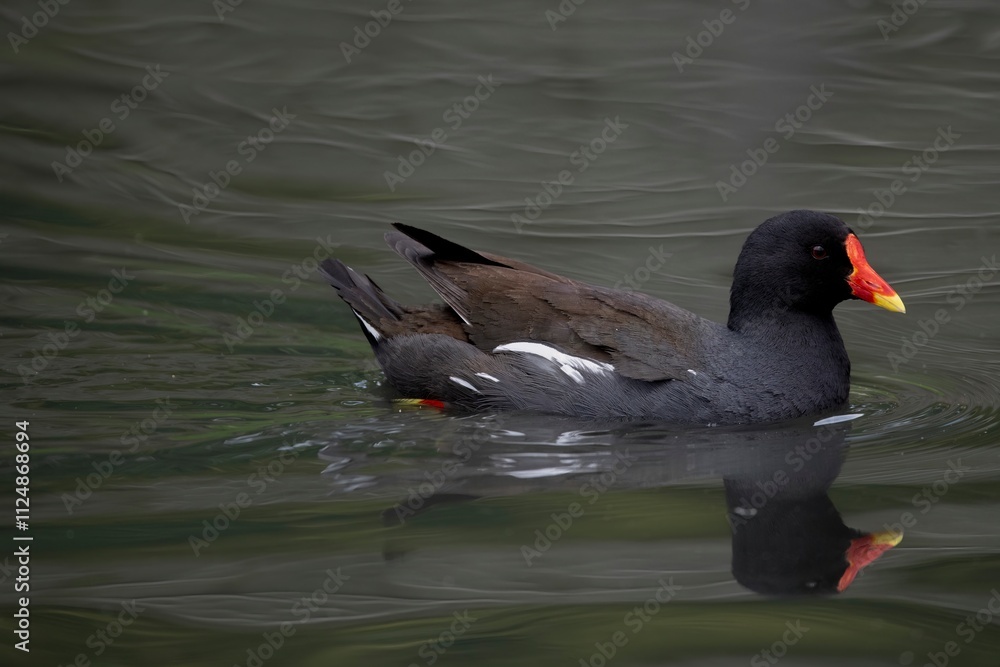 The Common Moorhen (Gallinula chloropus), also known as the Waterhen or Swamp Chicken. The Common Moorhen (Gallinula chloropus), also known as the Waterhen or Swamp Chicken.