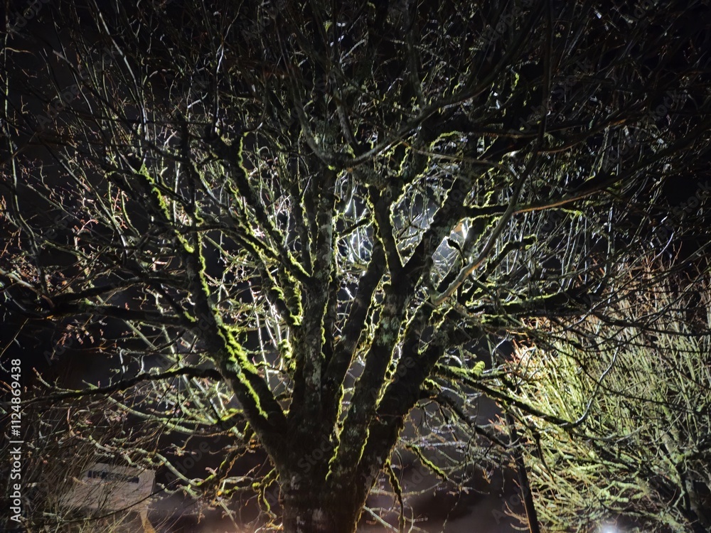 Fototapeta premium Old Irish trees at night, mysterious lights on old trees with heavy branches and moss, mystic background