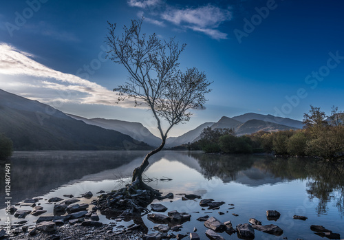 Lone tree on shores of Llyn Padarn photo