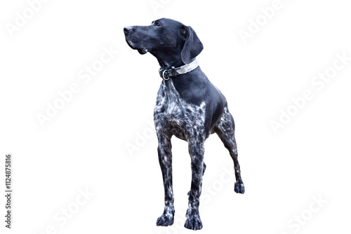 Front view of an elegant black German Shorthaired Pointer dog on white background.