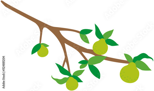 Pomelo branches decoration photo