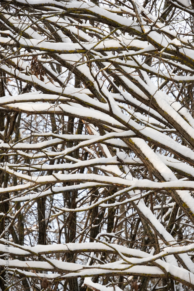 A winter scene of tree branches covered in snow, creating a natural pattern against the sky. Ideal for seasonal, nature, and abstract backgrounds. A winter scene of tree branches covered in snow, creating a natural pattern against the sky. Ideal for seasonal, nature, and abstract backgrounds.