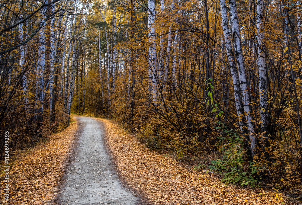 A road for walking in the autumn forest. A road for walking in the autumn forest.