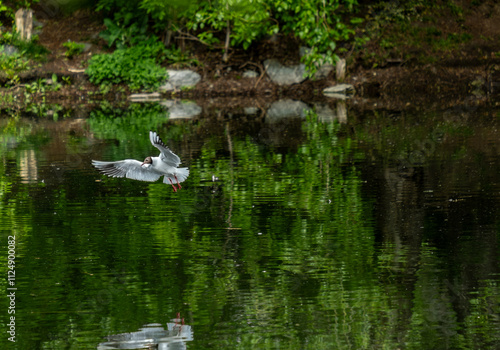 A seagull flies over the lake on a summer day.