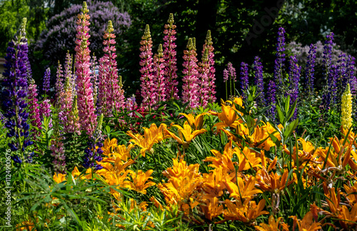 A flower garden with lupines and lilies on a summer day.