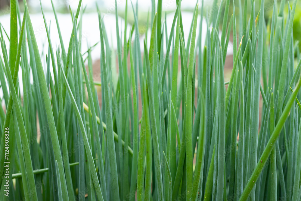 Green spring Onions in the vegetable patch Green spring Onions in the vegetable patch
