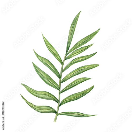 Watercolor green dypsis, areca palm or Cycas branch with elongated leaves illustration clip art isolated background. Tropical houseplant tree leaf element for printing wall art, package, label