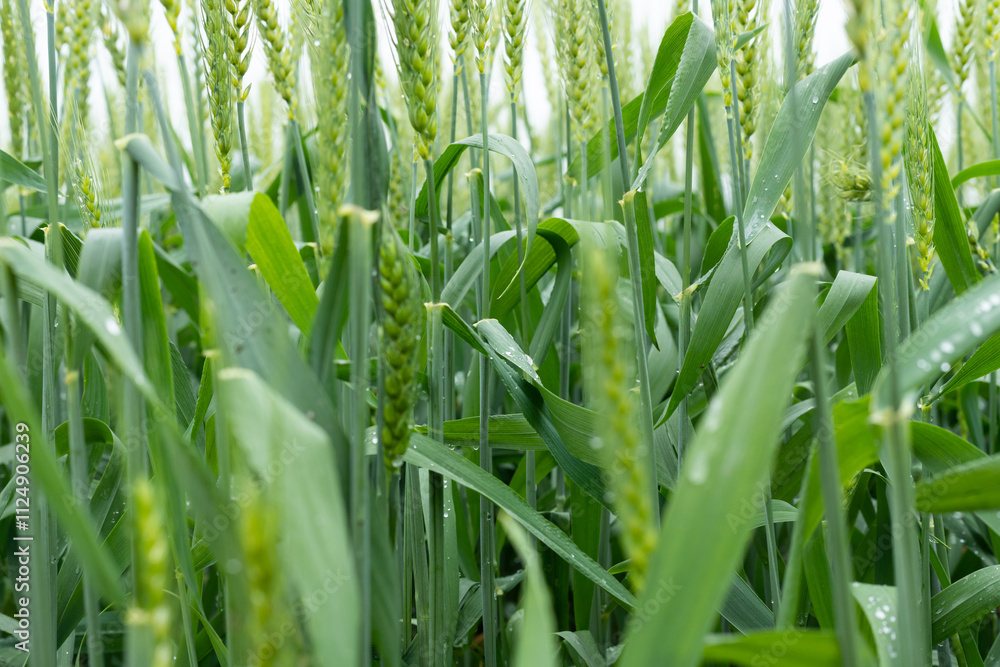Fototapeta premium Wheat plants in the field