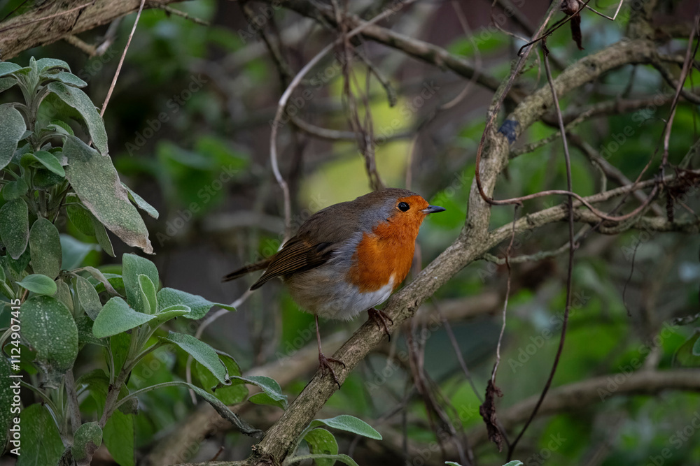 The European Robin (Erithacus rubecula), or Robin Redbreast. The European Robin (Erithacus rubecula), or Robin Redbreast.