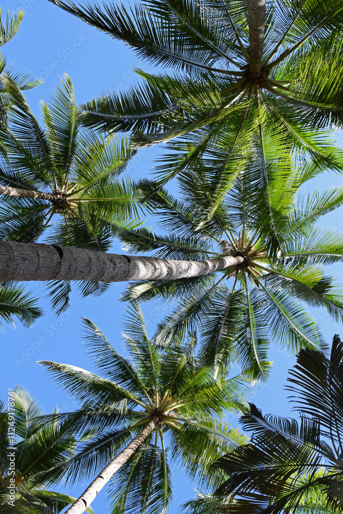 Palm Trees and Blue sky Palm Trees and Blue sky