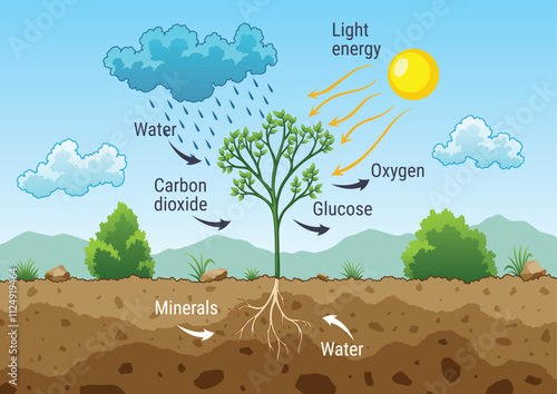 Photosynthesis process. Tree produce oxygen using rain and sun. Diagram showing process of photosynthesis in plant. Colorful biology scheme for education in flat style
