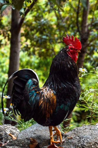 rooster 