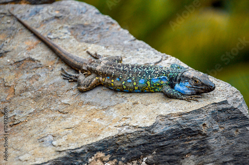 lizard on a stone