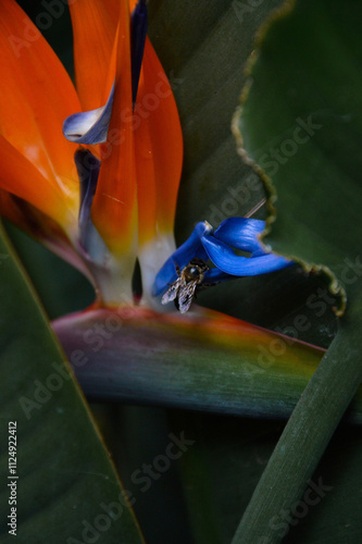 bee in orange flower