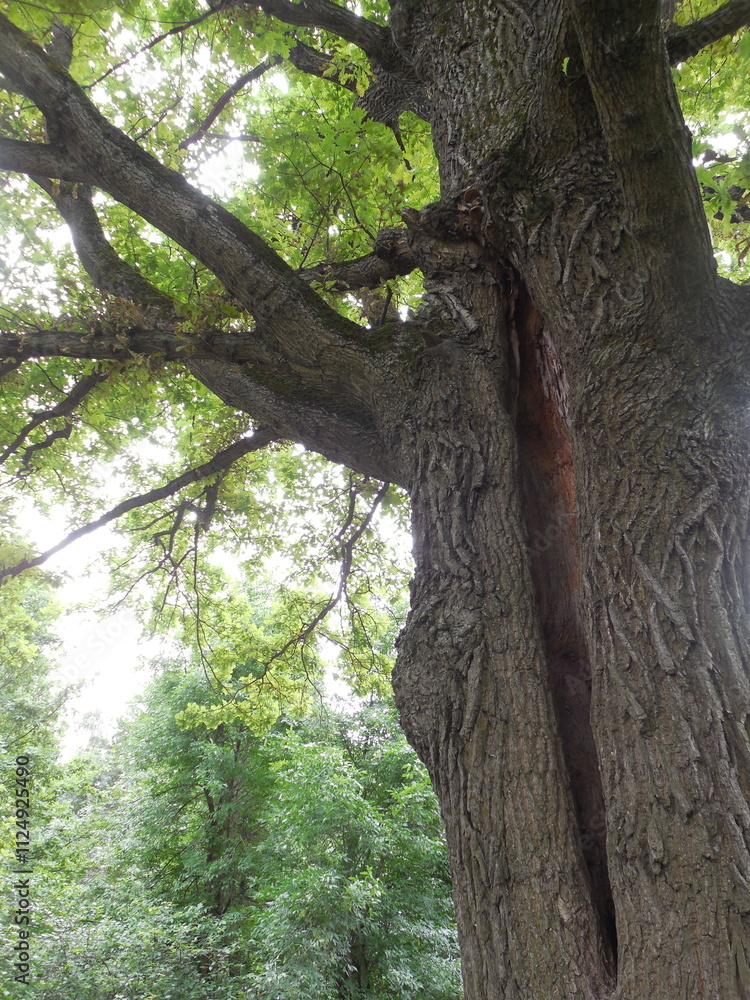 A large old oak tree, the trunk with a deep crack. Photo in the forest in summer, on a sunny day. A large old oak tree, the trunk with a deep crack. Photo in the forest in summer, on a sunny day.
