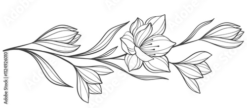 Sketch Floral Botany Collection. flower drawings. Black and white with line art on white backgrounds. Hand Drawn Botanical Illustrations.Vector eps