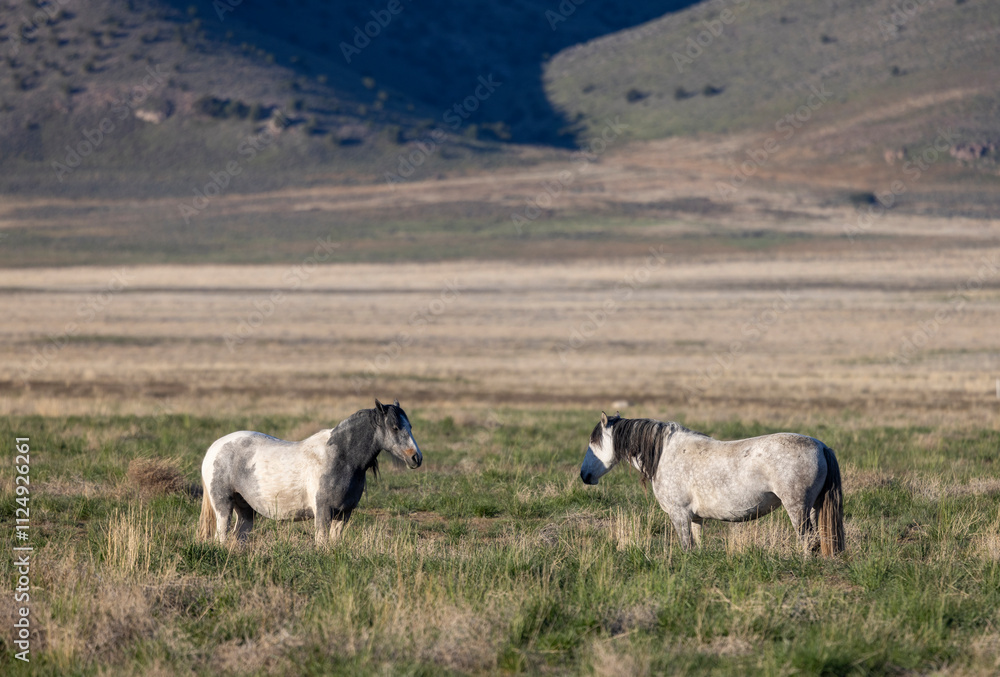 Fototapeta premium Wild Horses in the Utah Desert in Spring