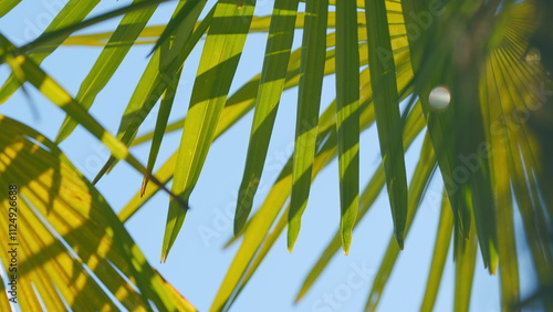 Texture Of Nature Green Palms Leaf. Beautiful Palm Leaves Of Tree In Sunlight. Close up.