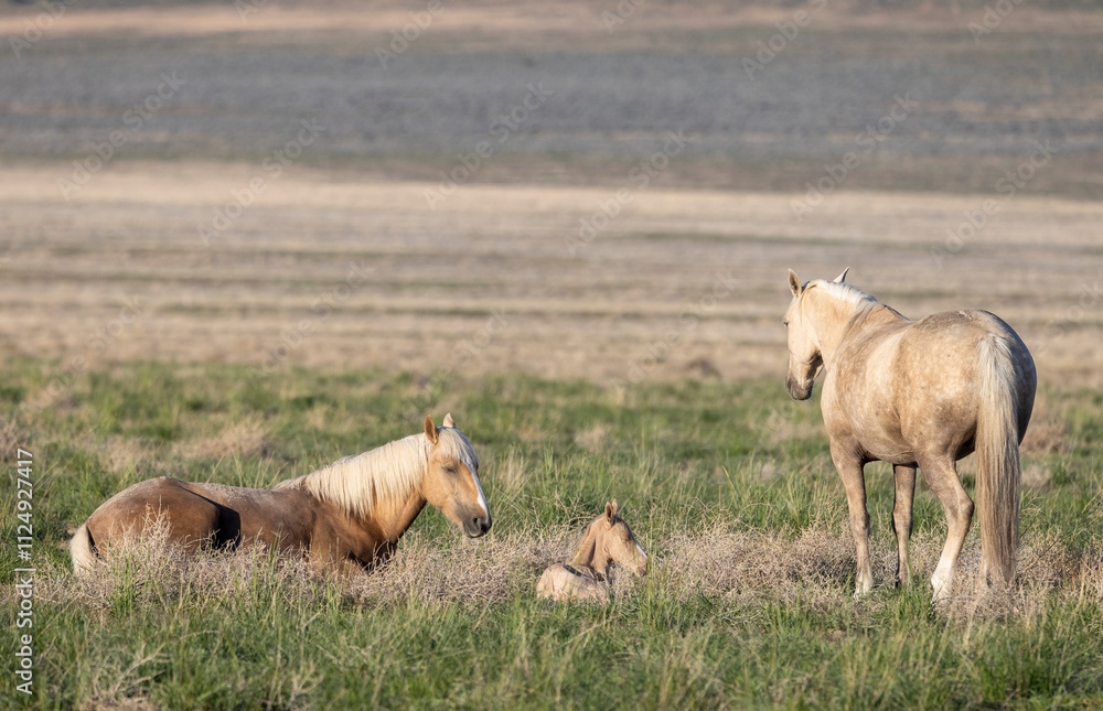 Wild Horses in the Utah Desert in Spring Wild Horses in the Utah Desert in Spring