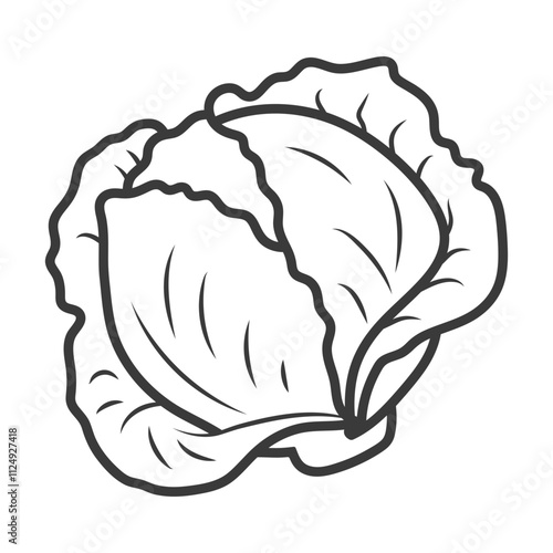 Cabbage vector​. Vegetables vector illustration​. Cabbage is a nutrient-rich vegetable packed with vitamins C and K. Used in salads, soups, and kimchi, it thrives in cool climates and is easy to grow