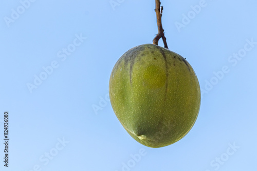 mango fruit up close