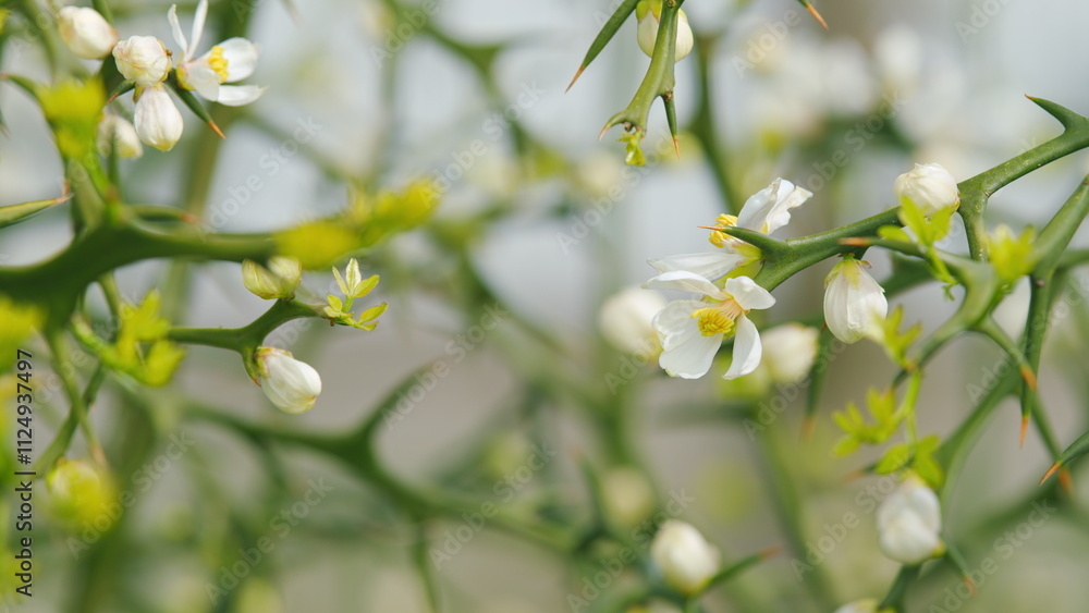 Flower Against A Bright Nature Background. Citrus White Flowers Of Spring Garden Background. Close up. Flower Against A Bright Nature Background. Citrus White Flowers Of Spring Garden Background. Close up.
