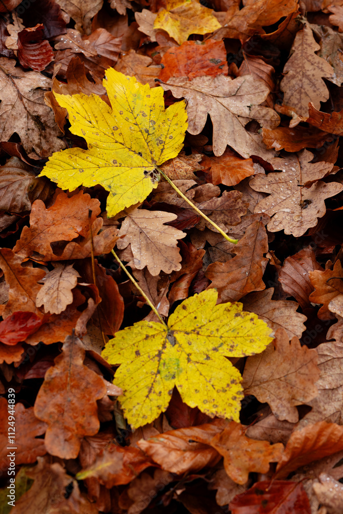 Autumn foliage of oaks and maples forms a beautiful abstract background Autumn foliage of oaks and maples forms a beautiful abstract background