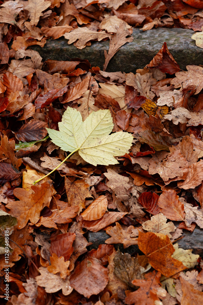 Autumn background. Foliage, falling leaves, oak, maple. Autumn background. Foliage, falling leaves, oak, maple.