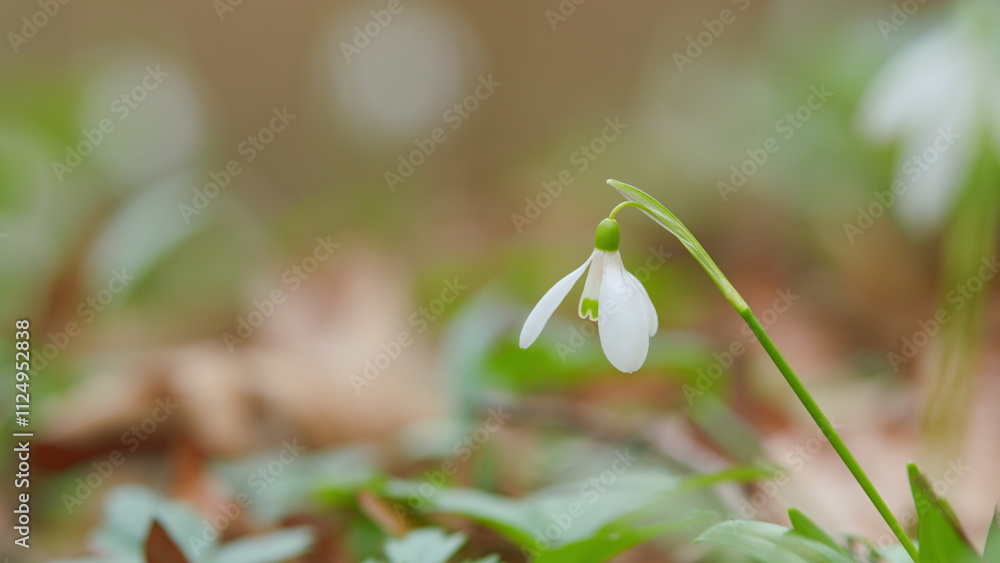 Common Snowdrop Blooming. Spring Flower Snowdrop Is First Flower In Beginning Of Spring And End Of Winter. Common Snowdrop Blooming. Spring Flower Snowdrop Is First Flower In Beginning Of Spring And End Of Winter.