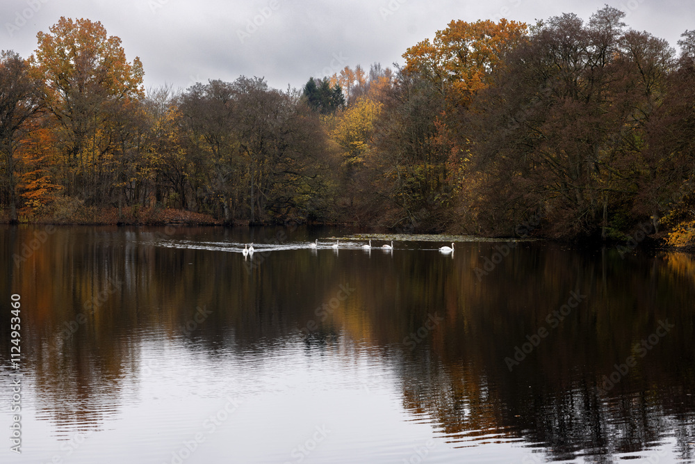 Autumn forest is reflected in a quiet lake. A flock of white swans swim near the forest Autumn forest is reflected in a quiet lake. A flock of white swans swim near the forest