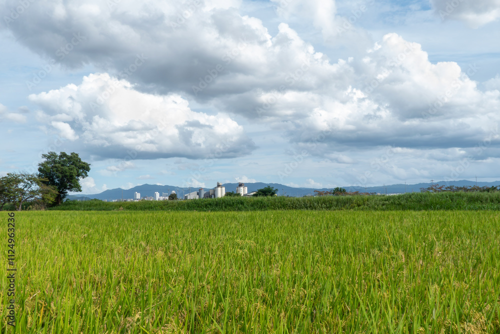 晩夏、初秋の田んぼの風景 滋賀県草津市 晩夏、初秋の田んぼの風景 滋賀県草津市