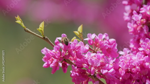 Pink Flowers On Judas Tree With Bees Working. European Tsertsis. Close up. photo