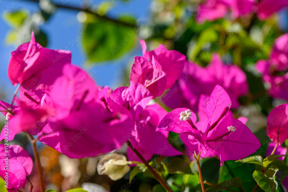 Bright bougainvillea blooms create a vibrant display in the warm afternoon sun Bright bougainvillea blooms create a vibrant display in the warm afternoon sun