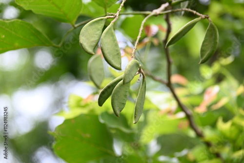 Wallpaper Mural Millettia pinnata fruits. It is a species of tree in the pea family Fabaceae. Its other names  Pongamia pinnata, Indian beech and Pongame oiltree. Oil is extracted from its seeds. Ayurvedic medicine. Torontodigital.ca