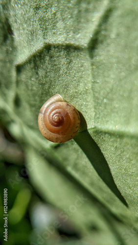 Close up of land snails or land snails or Fruticicola fruticum, they are still part of the Gastropoda mollusk family. selective focus or macro photo photo