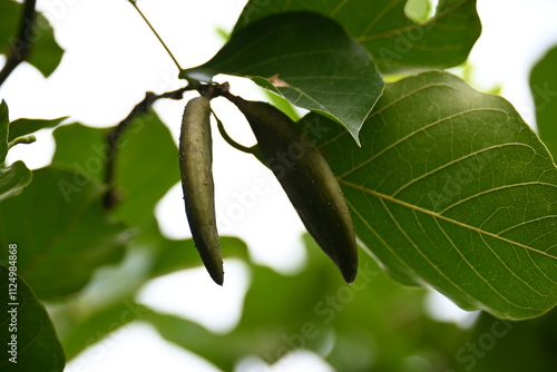 Millettia pinnata fruits. It is a species of tree in the pea family Fabaceae. Its other names  Pongamia pinnata, Indian beech and Pongame oiltree. Oil is extracted from its seeds. Ayurvedic medicine. photo