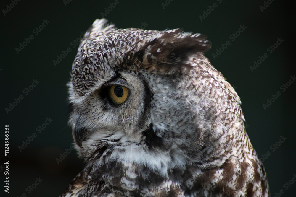 Obraz premium The Great Horned Owl (Bubo virginianus).