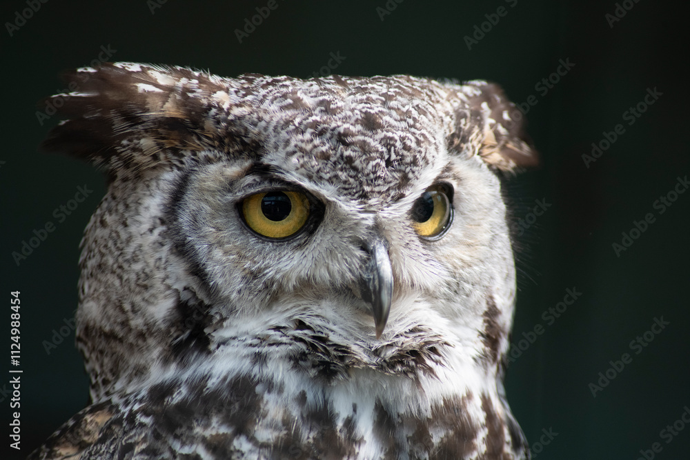 Obraz premium The Great Horned Owl (Bubo virginianus).