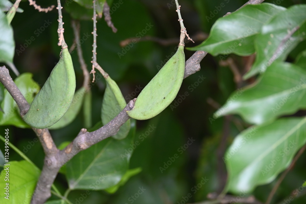 Millettia pinnata fruits. It is a species of tree in the pea family Fabaceae. Its other names Pongamia pinnata, Indian beech and Pongame oiltree. Oil is extracted from its seeds. Ayurvedic medicine. Millettia pinnata fruits. It is a species of tree in the pea family Fabaceae. Its other names Pongamia pinnata, Indian beech and Pongame oiltree. Oil is extracted from its seeds. Ayurvedic medicine.