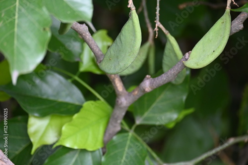 Millettia pinnata fruits. It is a species of tree in the pea family Fabaceae. Its other names  Pongamia pinnata, Indian beech and Pongame oiltree. Oil is extracted from its seeds. Ayurvedic medicine. photo